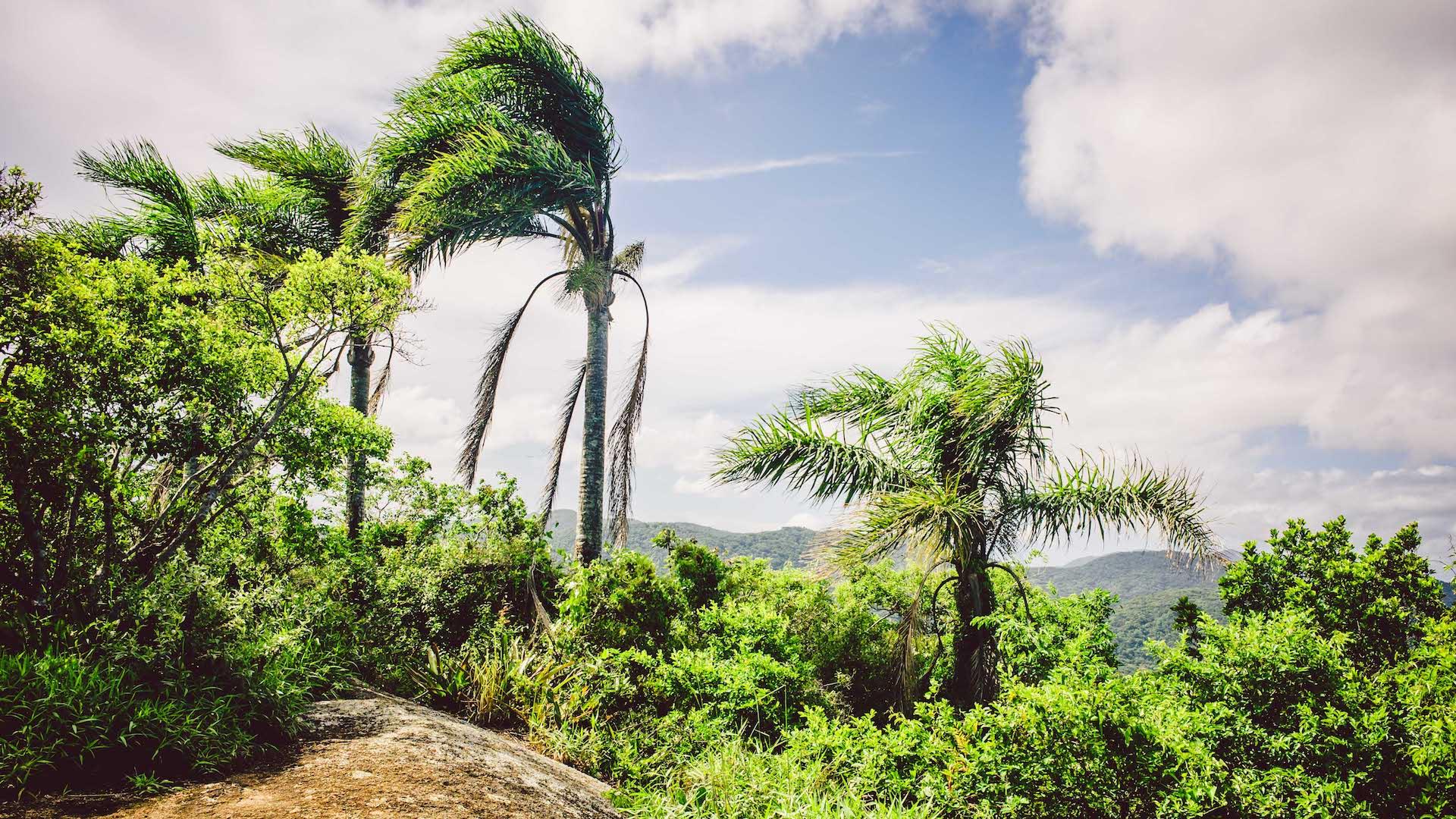 Atlantischer Regenwald in Florianopolis